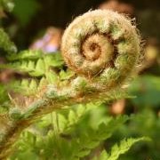 A Polystichum unfurling