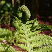 Shuttlecock fern
