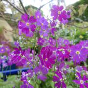Primula cortusoides